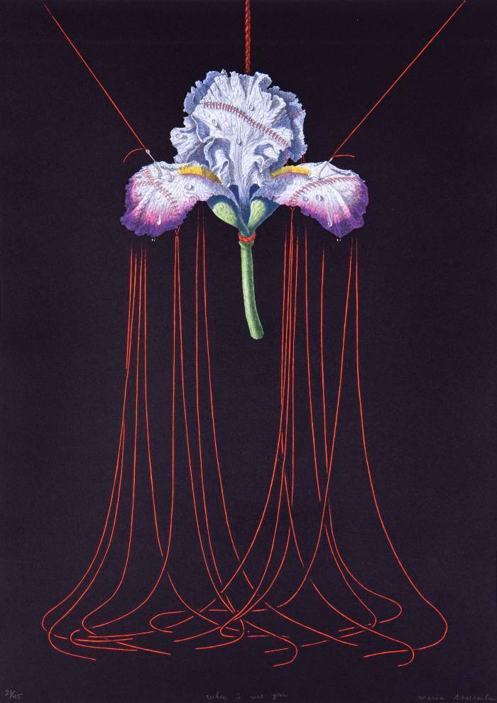 Maria Tomasula's drawing of an iris stitched together with red thread